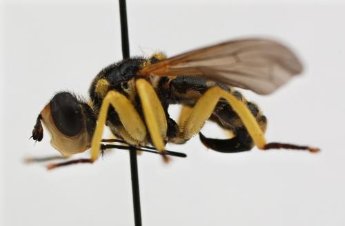 Dalmannia aculeata