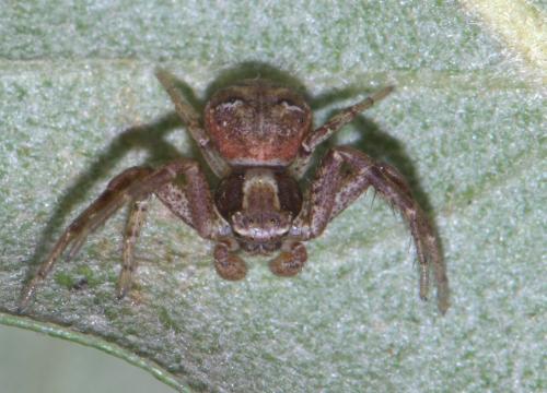 Réf. 32 122 : Xysticus lanio