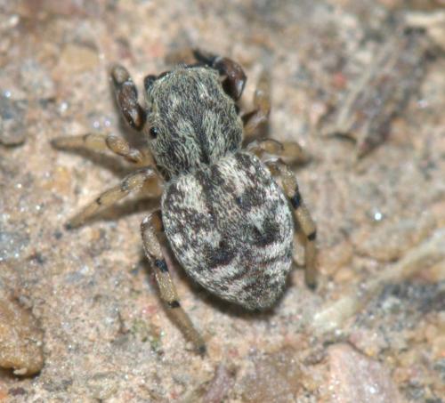Réf. 32 308 : Ballus chalybeius