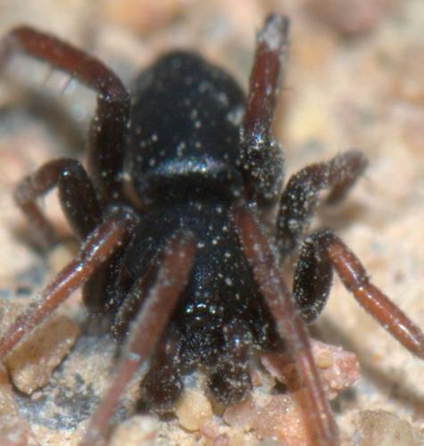 Réf. 32 440 : Trachyzelotes pedestris