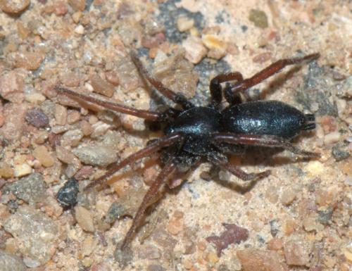 Réf. 32 437 : Trachyzelotes pedestris