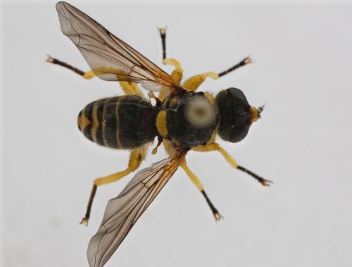 Dalmannia aculeata