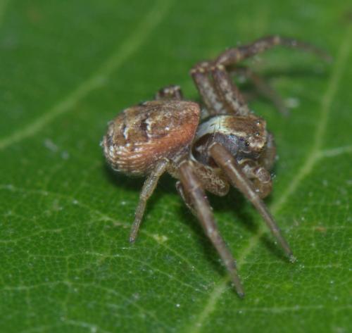 Réf. 32 123 : Xysticus lanio