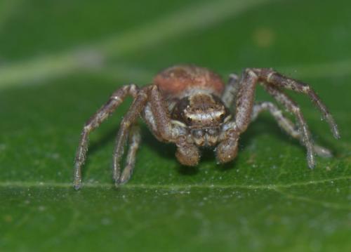Réf. 32 124 : Xysticus lanio