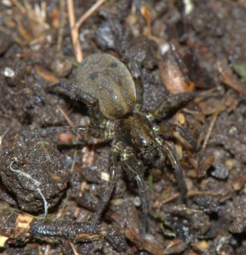 Réf. 32 749 : Arctosa leopardus
