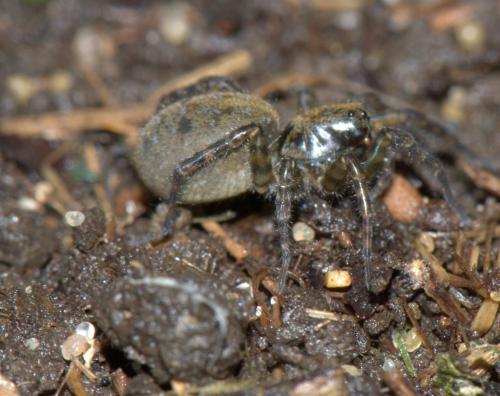 Arctosa leopardus