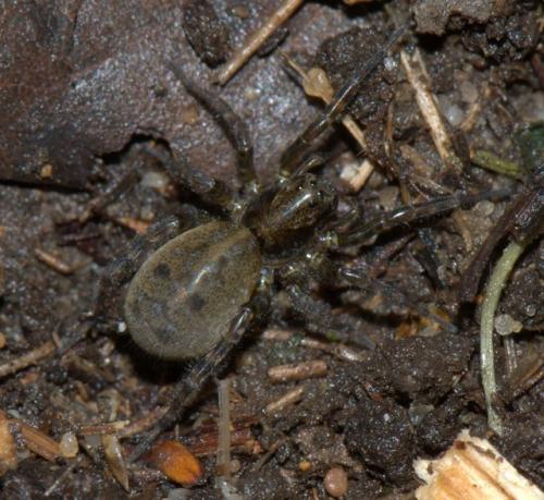Arctosa leopardus