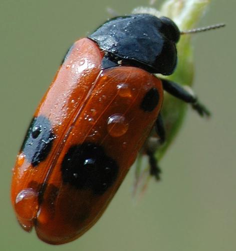 Réf. 32 477 : Clytra sp.