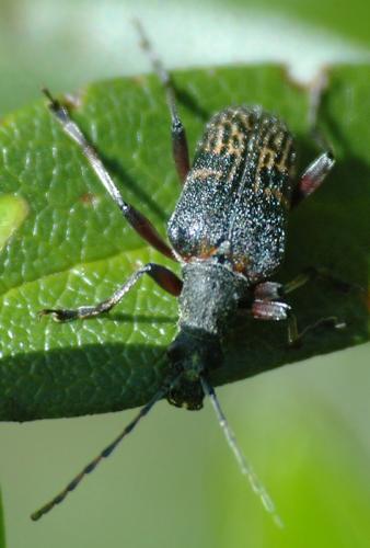 Evodinus clathratus