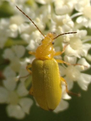 Cteniopus sulphureus