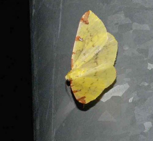 Réf. 32 872 : Opisthograptis luteolata