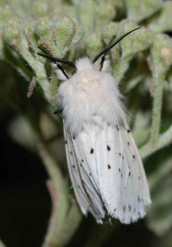 Réf. 32 921 : Spilosoma lubricipeda