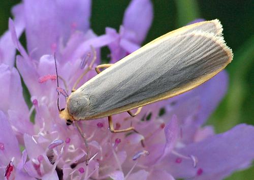 Eilema lurideola