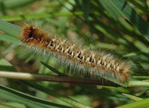 Lasiocampa quercus