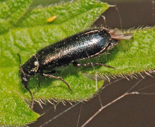 Dasytes sp.