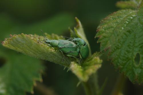Polydrusus planifrons