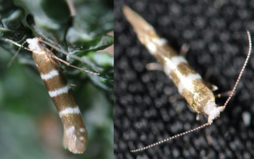 Réf. 32 039 : Argyresthia trifasciata