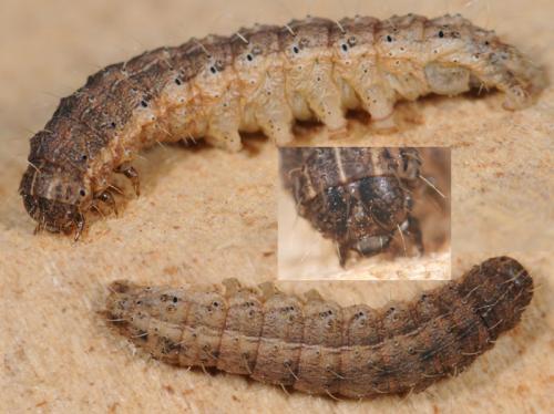Réf. 32 059 : Hoplodrina sp.