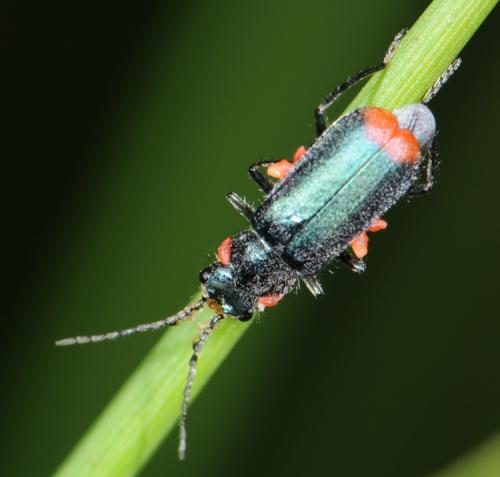 Malachius bipustulatus