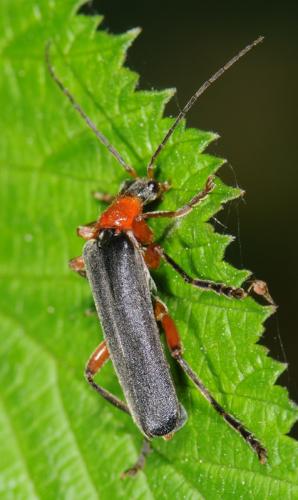 Réf. 32 046 : Cantharis pellucida