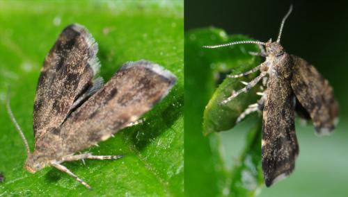 Anthophila fabriciana
