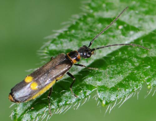 Réf. 32 050 : Malthodes sp.