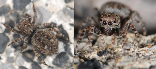 Réf. 32 007 : Attulus pubescens