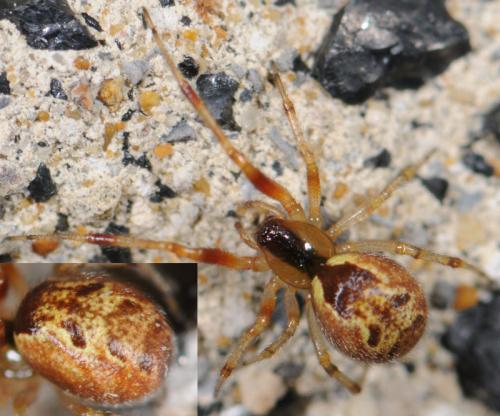 Réf. 32 207 : Anelosimus sp.