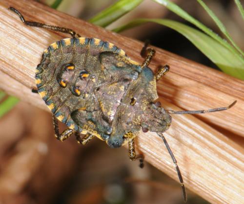 Réf. 32 210 : Pentatoma rufipes