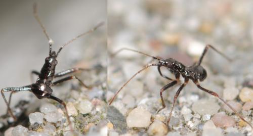 Himacerus mirmicoides