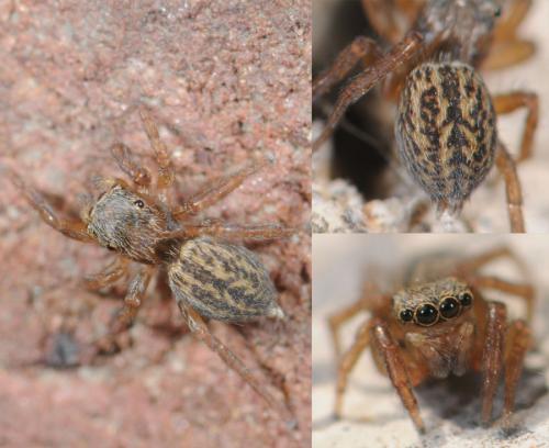 Réf. 32 204 : Euophrys frontalis
