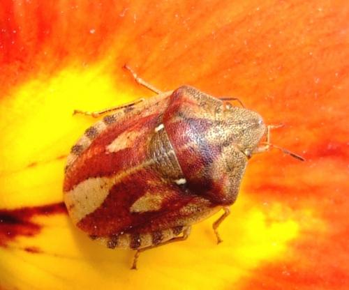Eurygaster testudinaria