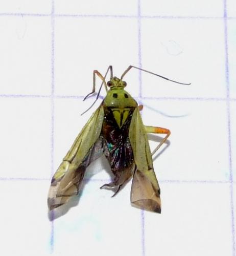 Réf. 32 491 : Mermitelocerus schmidtii