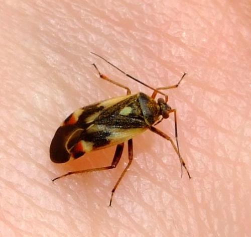 Polymerus unifasciatus