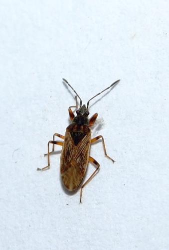 Pachybrachius fracticollis
