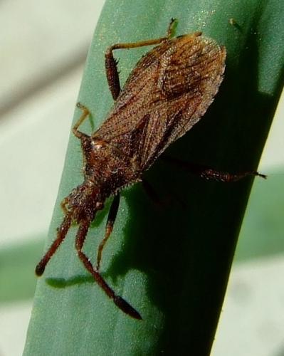 Réf. 32 093 : Coriomeris sp.