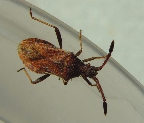 Coriomeris affinis