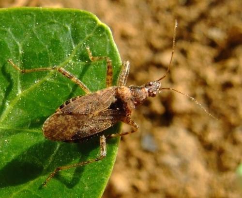 Réf. 32 317 : Himacerus mirmicoides