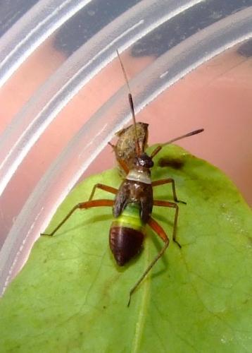 Réf. 32 340 : Closterotomus biclavatus