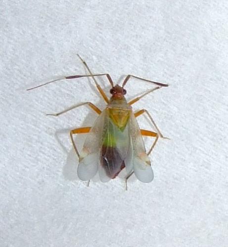Closterotomus biclavatus
