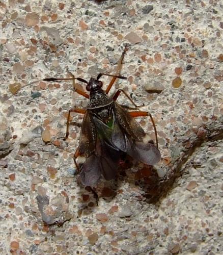 Closterotomus biclavatus