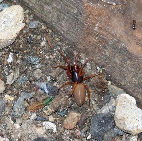 Dysdera sp.