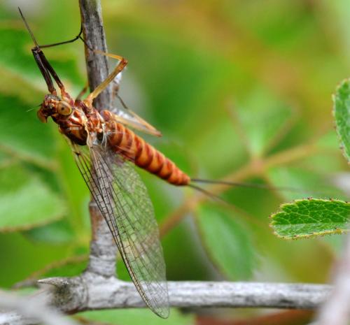 Réf. 32 101 : Ecdyonurus sp.