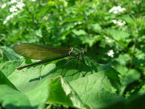 Réf. 32 027 : Calopteryx splendens