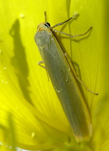 Eilema complana