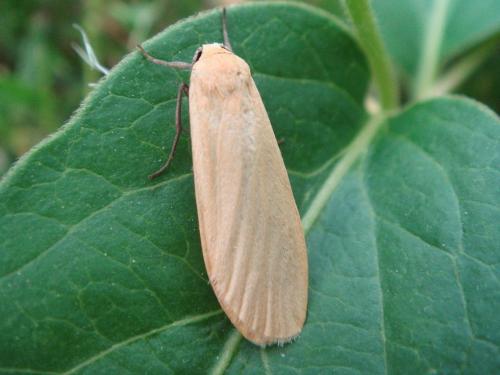 Réf. 32 600 : Eilema sororcula