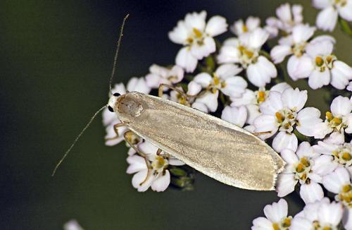 Eilema lurideola