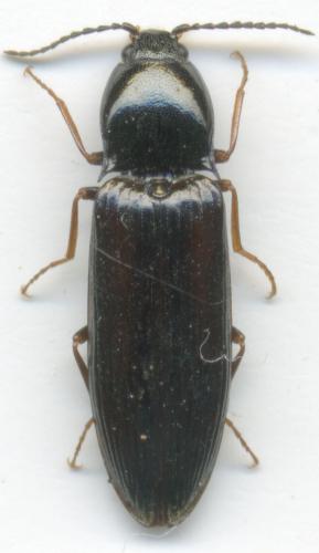 Hypoganus inunctus
