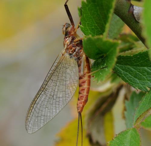 Ecdyonurus sp.
