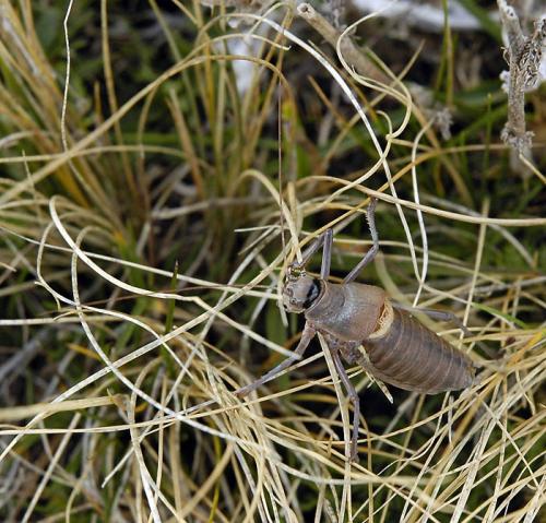 Réf. 32 975 : Ephippiger terrestris terrestris